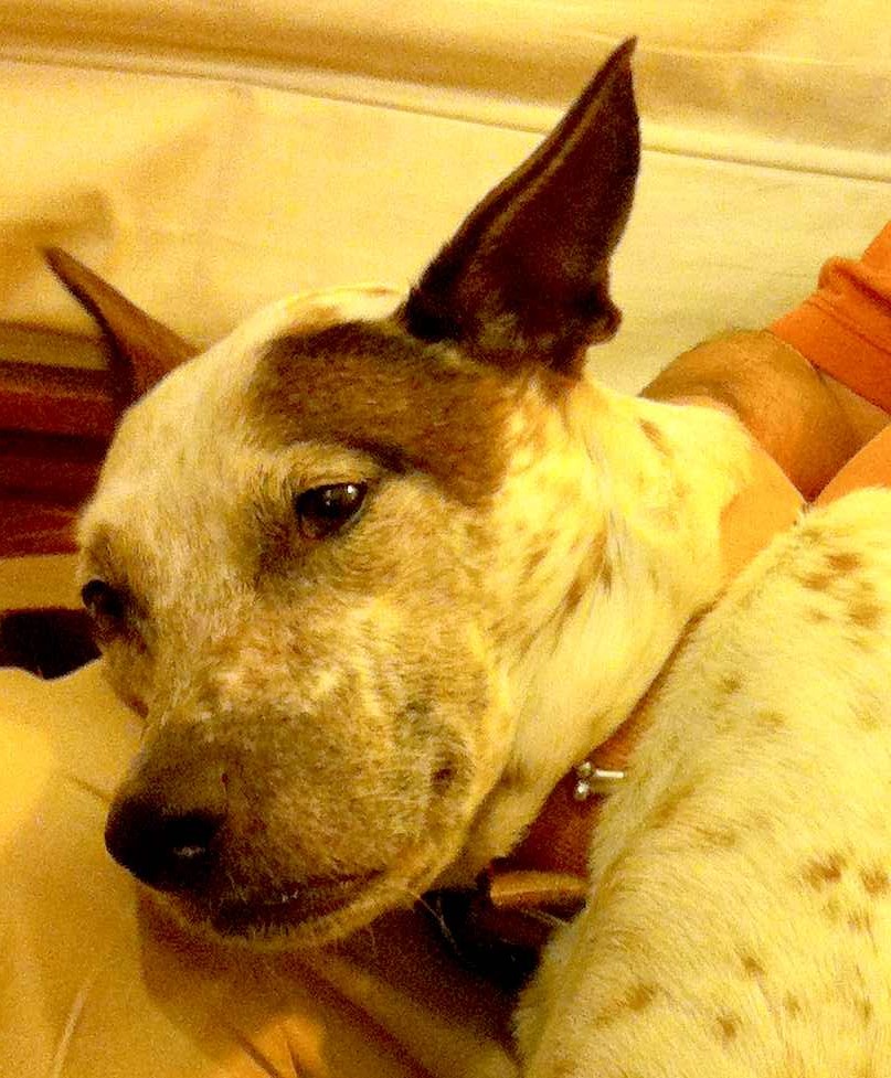 Rolo, our cattle dog mix, relaxing